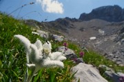 39 Leontopodium alpinum (Stella alpina) verso il Passo di Corna Piana con vista sui contrafforti nord Arera